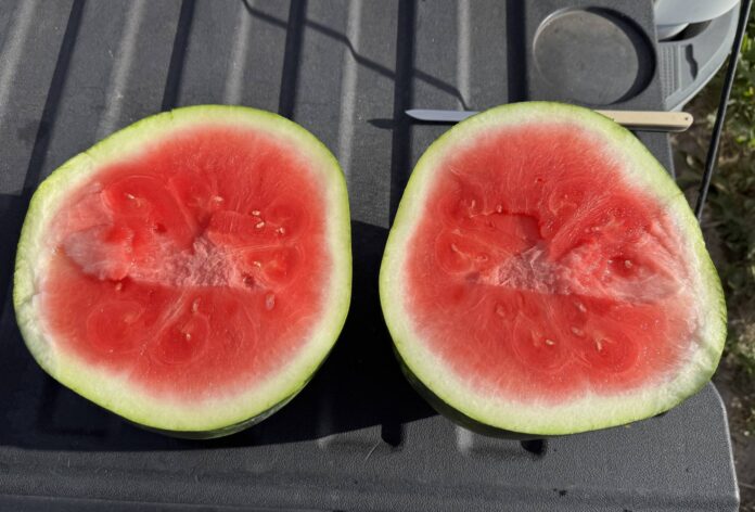 Cut watermelon grown off U.S. 70 by Wolf Island Farms near Lake Placid, Florida