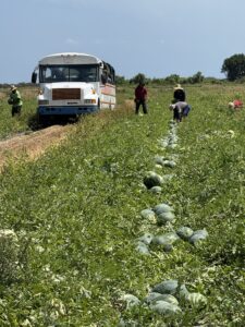 Watermelons from Wolf Island Farms grown off U.S. 70 near Lake Placid, Florida
