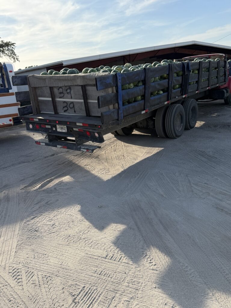 Trucks loaded with watermelons arriving in Lake Placid, Florida