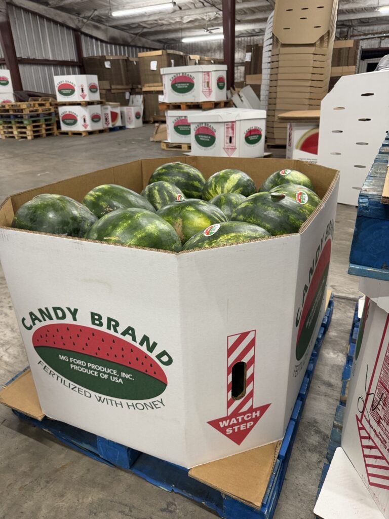 Watermelons packed in a large Gaylord box for shipping from Lake Placid, Florida