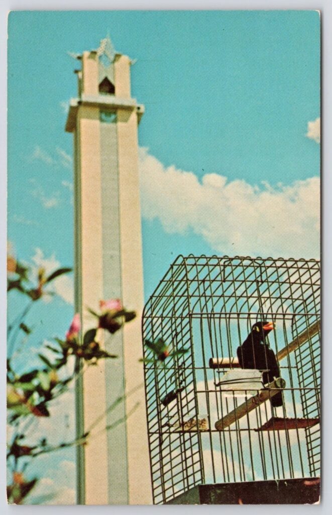 Joe Mynah Bird Postcard